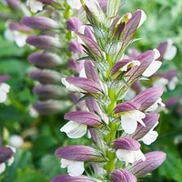 Acanthus Mollis