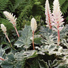 Acanthus Plant - Whitewater