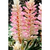 Acanthus Plants - Tasmanian Angel