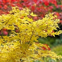 Acer Bi Hoo