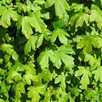 Acer campestre Bare Roots - 120/150cm