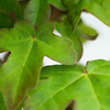 Acer campestre Bare Roots - 40-60cm