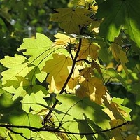 Acer Campestre (Field Maple) Plant - 2L Value Hedging Range