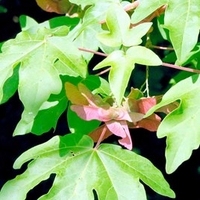 Acer Campestre (Field Maple) Plants - 2L Value Hedging Range