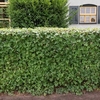Acer Campestre (Field Maple) Plants - 2L Value Hedging Range