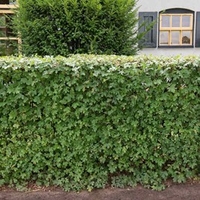 Acer Campestre (Field Maple) Plants - 2L Value Hedging Range