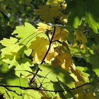 Acer Campestre Plant (Field Maple) - 2L Value Hedging Range