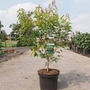 Acer ginnala Plant - Bailey Compact