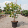 Acer ginnala Plant