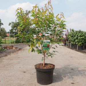 Acer ginnala Plant