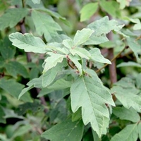 Acer griseum Plant