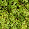 Acer Japanese Jewel palmatum Little Princess