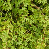 Acer Japanese Jewel palmatum Little Princess
