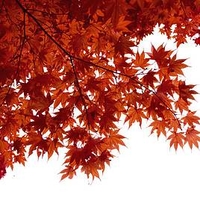 Acer Japanese Jewel palmatum Taylor
