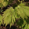 Acer Japonicum Aconitifolium