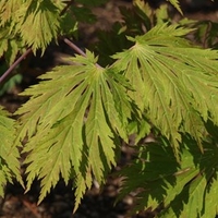 Acer Japonicum Aconitifolium