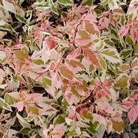 Acer negundo Flamingo