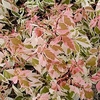 Acer negundo Plant - Flamingo