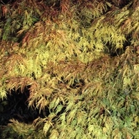 Acer pal Seiryu