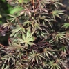 Acer pal Trompenburg