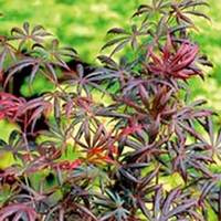 Acer palamatum Plant - Trompenburg