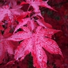 Acer Palm Bloodgood