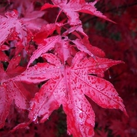 Acer Palm Bloodgood