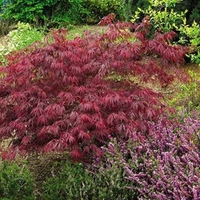 Acer Palm Diss Virdis Standard