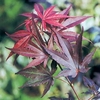 Acer Palmatum Atropurpureum