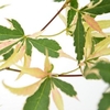 Acer Palmatum Beni-Shichi-Henge
