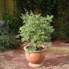 Acer Palmatum Butterfly