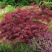 Acer Palmatum Dissectum