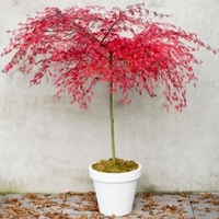 Acer Palmatum Emerald Lace