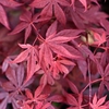 Acer palmatum Emerald Lace Plant
