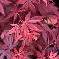 Acer palmatum Emerald Lace Plant