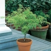 Acer Palmatum Garnet