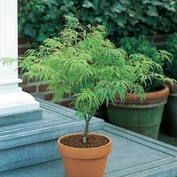 Acer Palmatum Garnet