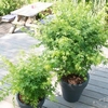 Acer Palmatum Going Green