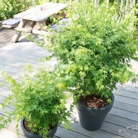 Acer Palmatum Going Green