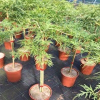 Acer Palmatum Inaba Shidare