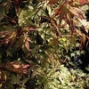 Acer Palmatum Katsura