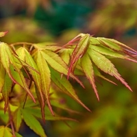 Acer Palmatum Katsura