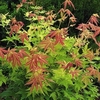 Acer palmatum Orange Beauty