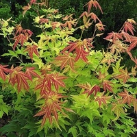 Acer palmatum Orange Dream