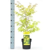 Acer Palmatum Plant - Anne Irene