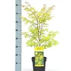 Acer Palmatum Plant - Anne Irene®