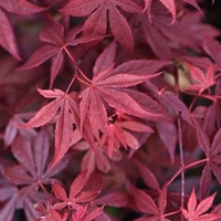 Acer palmatum Plant - Atropurpureum 50/60