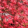 Acer Palmatum Plant - Beni-Malko
