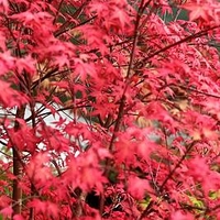 Acer Palmatum Plant - Beni-Malko