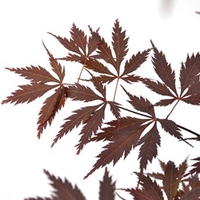Acer Palmatum Plant - Black Lace